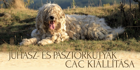 Juhász- és Pásztorkutyák CAC Kiállítása