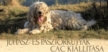 Juhász- és Pásztorkutyák CAC Kiállítása